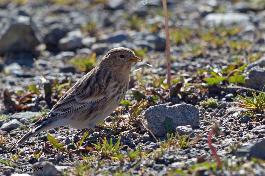 Twite